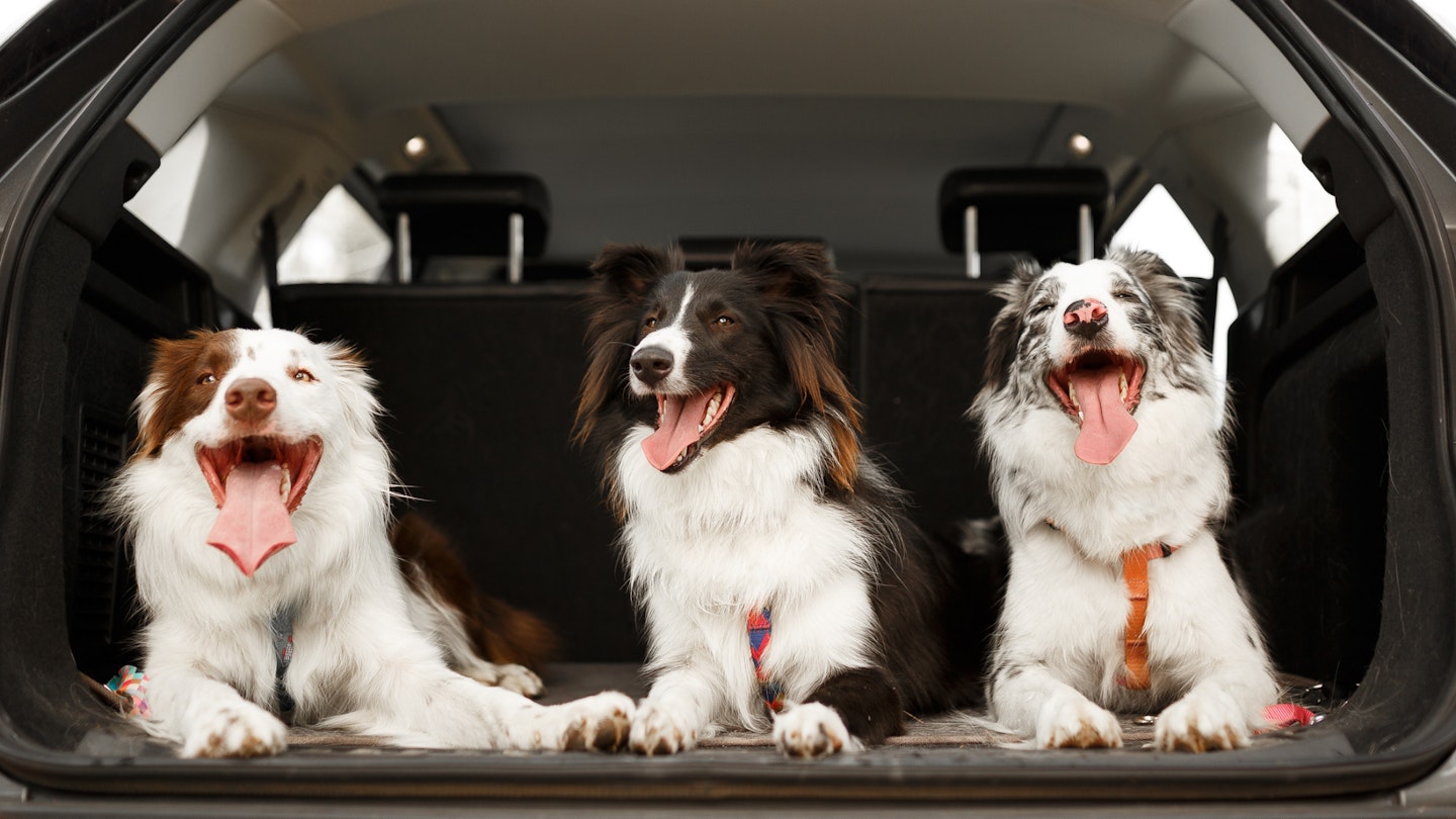 Best Travel Dog Beds Mats Booster Seats